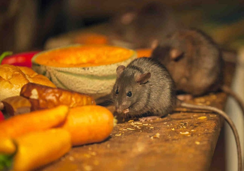  для грызунов: мышей и крыс. Как бороться с крысами.